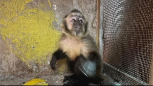 Detienen a hombre que tenía un mono capuchino enjaulado en su casa en Antofagasta: Lo compró en mercado informal