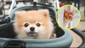 Cámara de Diputados aprueba permiso laboral por muerte de mascotas: ¿En qué consiste el proyecto de ley?