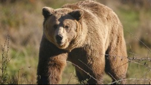 Japón despliega militares ante ola de ataque de osos que ya deja 12 personas fallecidas
