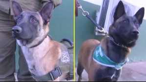 Trabajo de perros adiestrados fue clave: Operativo antinarcóticos terminó con 5 detenidos en Puente Alto y Colina