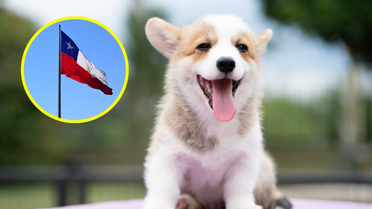 Un clásico vuelve a encabezar lista de nombres de perros más populares en EEUU: También se utiliza en Chile