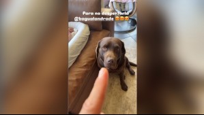 Y todo para no despertar a la pequeña Alanna: Pangal Andrade muestra tierno truco de su perrito