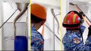 Capturaron enorme pitón en el techo de una casa en Malasia: Se resistió y cayó al suelo de golpe
