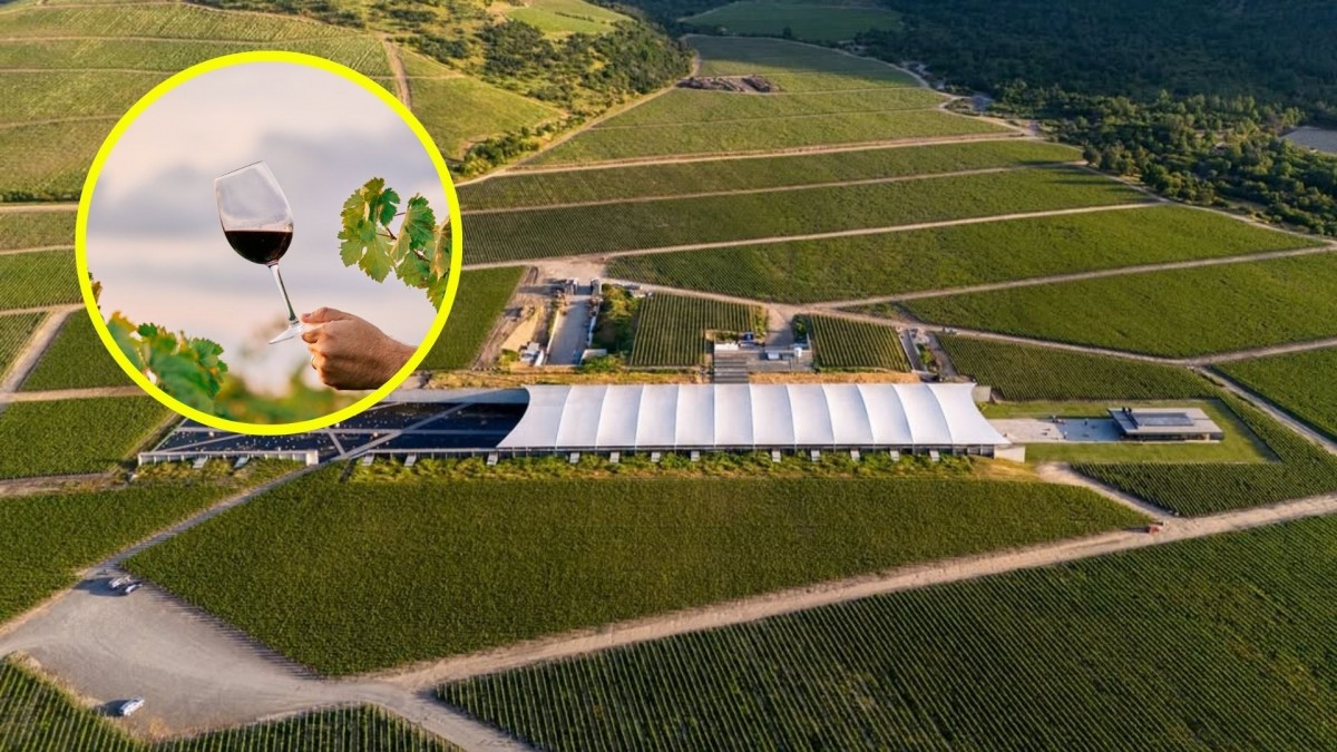 La mejor viña del mundo en 2025 según World?s Best Vineyards está en Chile: ¿Cuál es y en qué zona está ubicada?