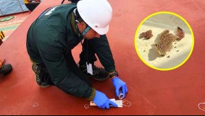 Detectan huevos de peligrosa plaga en buque que llegó a Arica procedente de Ecuador