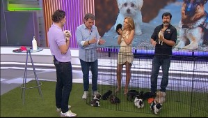 Ante llegada de altas temperaturas: Sebastián Jiménez explica las señales que debes reconocer para evitar riesgos en mascotas