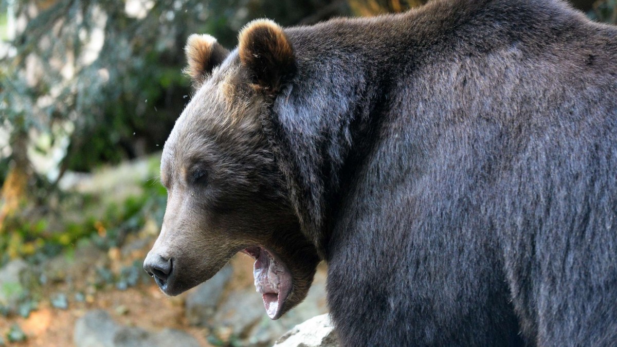 Grupo escolar es atacado por oso grizzly: 11 personas fueron heridas en Canadá