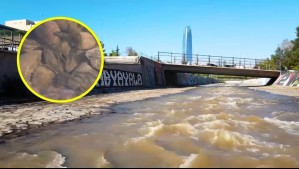 Vuelven los peces al río Mapocho: Proyecto que saneó las aguas cumple 15 años