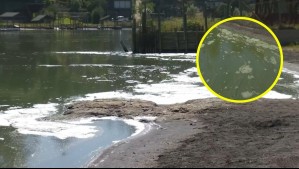 'Ineficiencia de las autoridades': Perro murió tras bañarse en el lago Vichuquén y vecinos acusan que Seremi no ha hecho estudios