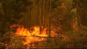 Declaran alerta roja para Rapa Nui por incendio forestal: Siniestro lleva 4 hectáreas consumidas