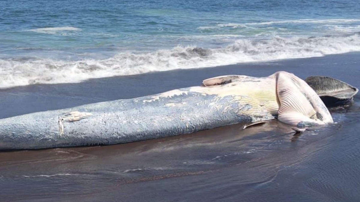 Ballena varó en costas del Biobío: Está en avanzado estado de descomposición