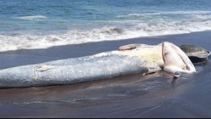 Ballena varó en costas del Biobío: Está en avanzado estado de descomposición