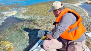 Conaf confirma muerte de aves y decenas con potencial afectación tras derrame de aceite de soya en Lago Chungará
