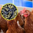 Una nueva variante de la gripe aviar, identificada como H5N5, ha despertado las preocupaciones en el mundo de la ciencia a nivel mundial, ya que se reportó la primera muerte en una persona. ¿Podría convertirse en una pandemia?