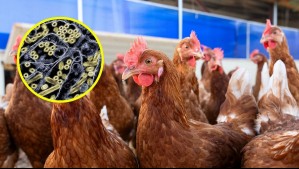 Nueva variante de gripe aviar alerta al mundo: ¿Podría H5N5 convertirse en una pandemia y llegar a Chile?