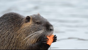 Daños a la biodiversidad y preocupación por avance de la especie hacia otras zonas: El problema de la plaga de castores en el sur