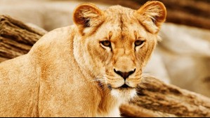 Leona mata a joven de 19 años que ingresó a su recinto en zoológico de Brasil