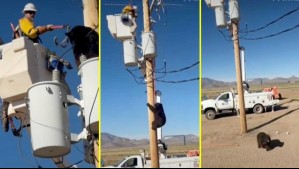 Así fue el increíble rescate de un oso que subió a un poste de luz en EEUU: Trabajador tuvo que forcejear con el animal