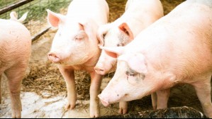 Por brote de Peste Porcina Africana: Chile suspende importaciones de productos de cerdo desde España