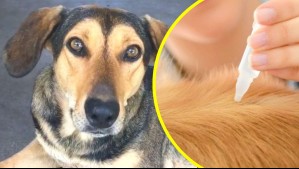 Cuidado de las mascotas frente a las altas temperaturas: ¿Cómo prevenir pulgas y garrapatas este verano?