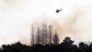 Senapred solicita evacuar sector de Cartagena por incendio forestal