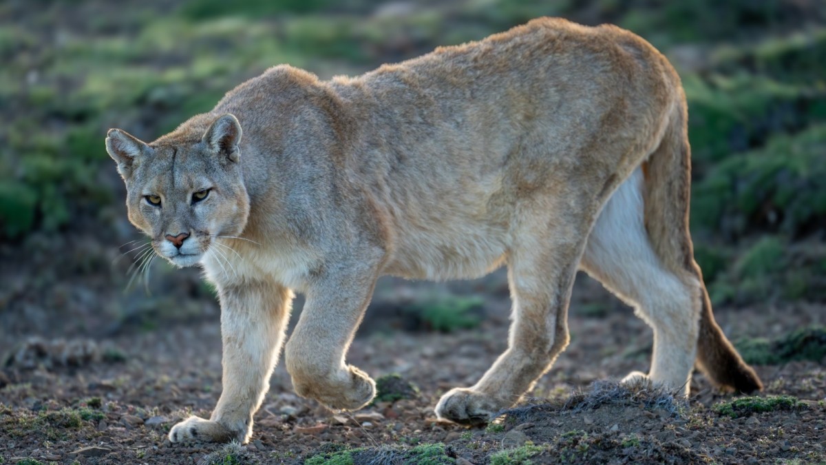 ¿Qué debo hacer si me encuentro frente a frente con un puma?