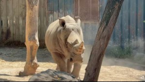 El emotivo adiós de rinoceronte de Buin Zoo que fue trasladado a Brasil: ¿Cuáles son las razones?