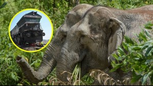 Siete elefantes mueren tras ser atropellados por un tren de pasajeros en la India: Cinco vagones terminaron descarrillados