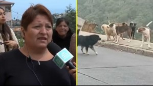 Está internada en estado grave: Adulta mayor recibe 25 mordeduras en ataque de jauría de perros en Valparaíso