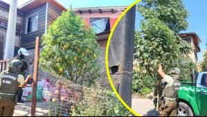 Estaba adornado con luces: Retiran  'árbol navideño de marihuana' en el antejardín de una casa en San Bernardo