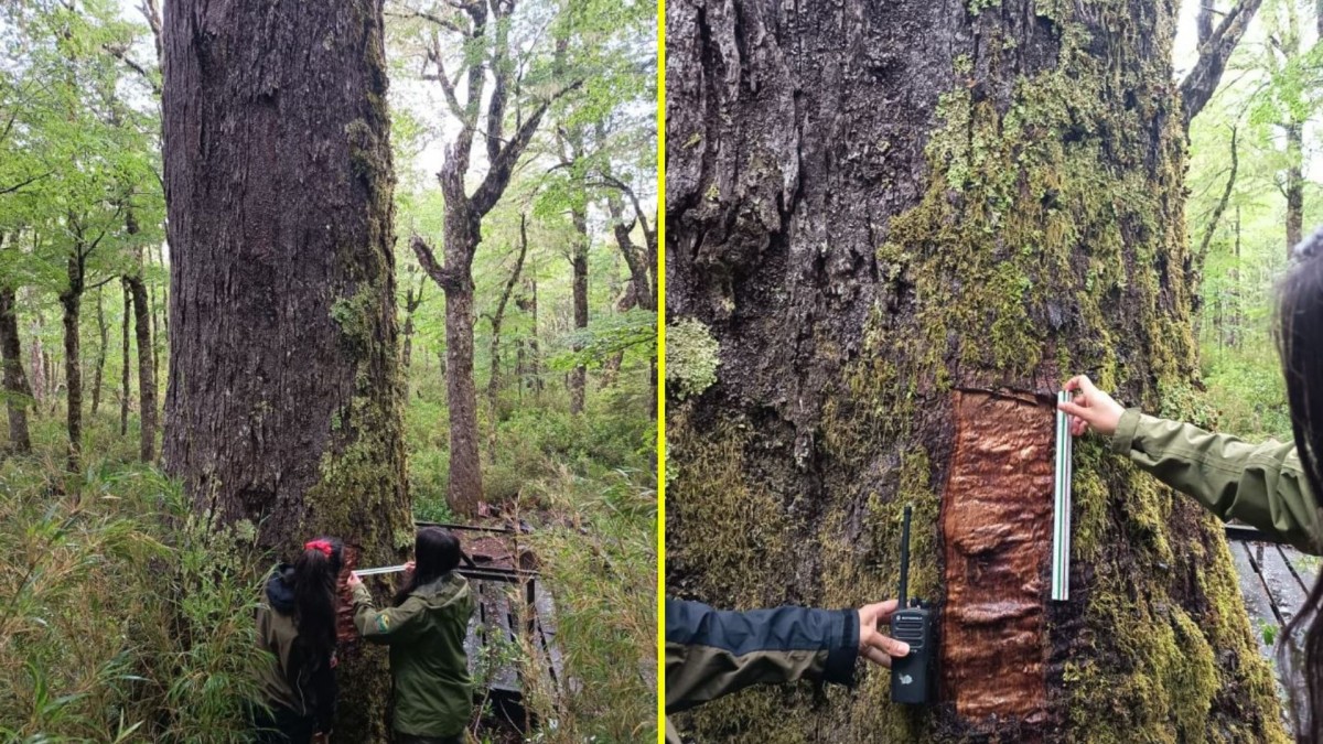 Conaf denuncia extracción ilegal de corteza del 'Coihue Abuelo' de 600 años: Está ubicado en Reserva Nacional Mocho Choshuenco