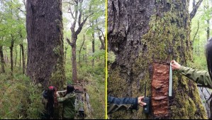 Conaf denuncia extracción ilegal de corteza del 'Coihue Abuelo' de 600 años: Está ubicado en Reserva Nacional Mocho Choshuenco