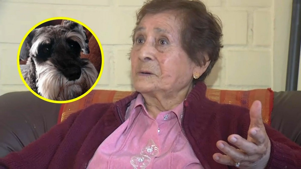 'Me parece insólito': Acogen recurso de adulta mayor y ordenan a dueña de perro tomar medidas para evitar ruidos molestos