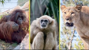 Zoologico Buinzoo: Revisa cuánto cuestán las entradas, cómo llegar y los horarios