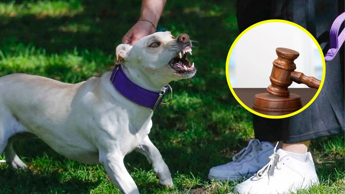 Por 'violencia sorda': Adulta mayor presentó acción legal por ladridos del perro de su vecina