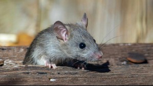 Joven permanece hospitalizado por virus hanta en Temuco: ¿Cuáles son los síntomas de esta enfermedad?