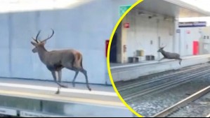 Insólito: Captaron a venado corriendo por línea de tren en Italia y servicio fue suspendido por horas para rescatarlo