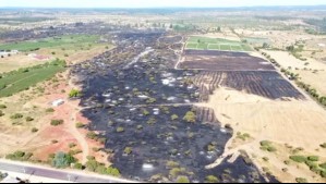 Incendio forestal en Litueche: Imágenes aéreas muestran cómo quedó la zona afectada por el fuego