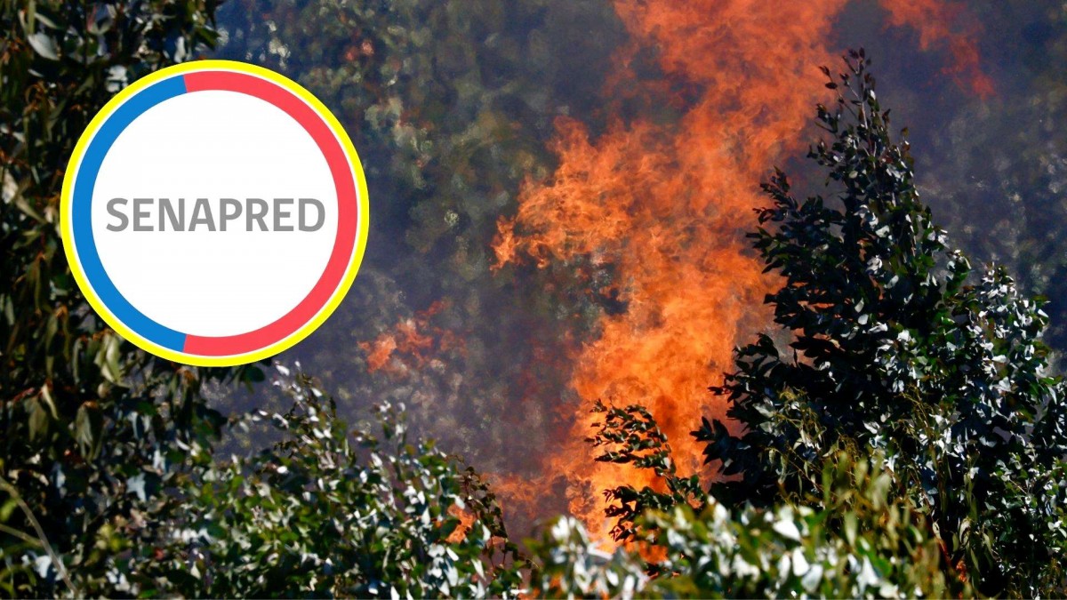 Llaman a evacuar un sector de la región del Biobío por incendio forestal: Se activó mensajería SAE