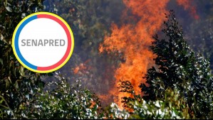 Llaman a evacuar un sector de la región del Biobío por incendio forestal: Se activó mensajería SAE