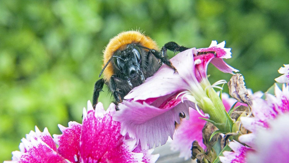 Es el más grande del mundo: Abejorro que vive en Chile está en peligro de extinción