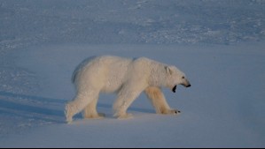 Ataque de oso polar deja dos adultos y un niño herido en pueblo remoto de Rusia