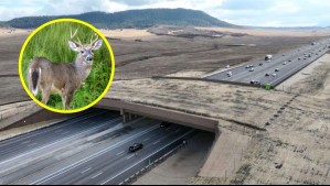 Puente para animales sobre una autopista: La gigante estructura recién inaugurada que costó 15 millones de dólares