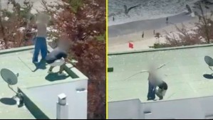 Video muestra dramático caso de maltrato animal en Maitencillo: Dos detenidos por lanzar crías de gaviotas