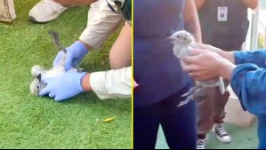 Final feliz para polluelos lanzados desde edificio en Maitencillo: Video muestra cómo fueron rescatados por el SAG