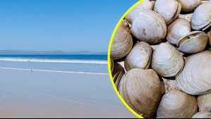 Marea roja en Tongoy: Detectan 'toxina amnésica' en mariscos que puede provocar daños neurológicos