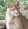 El Servicio Agrícola y Ganadero (SAG) informó que una puma hembra joven murió luego de ser atropellada el miércoles en la localidad de Tegualda, en la comuna de Fresia, en la región de Los Lagos. Más en la nota.
