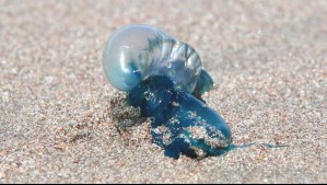 Prohíben baño en playa de Coquimbo por presencia de Fragata Portuguesa