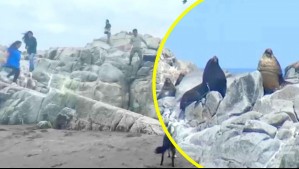 Todo por una selfie: Turistas ignoran espacio delimitado para lobos marinos e invaden su hábitat natural en Cobquecura