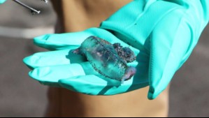 Fragata portuguesa en las costas de Chile: Estas son las dos playas en donde está prohibido el baño